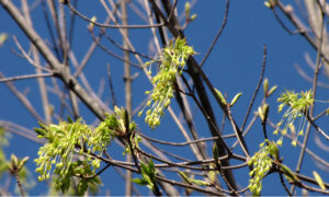 maple tree in spring