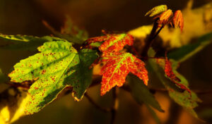 fall leaves