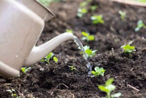 pitcher watering plant